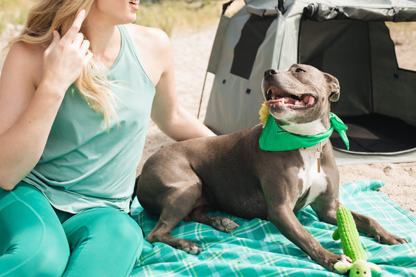Planning a Vacation Soon? Take Your Pup With You in The Pop N Go Pets Playpen
