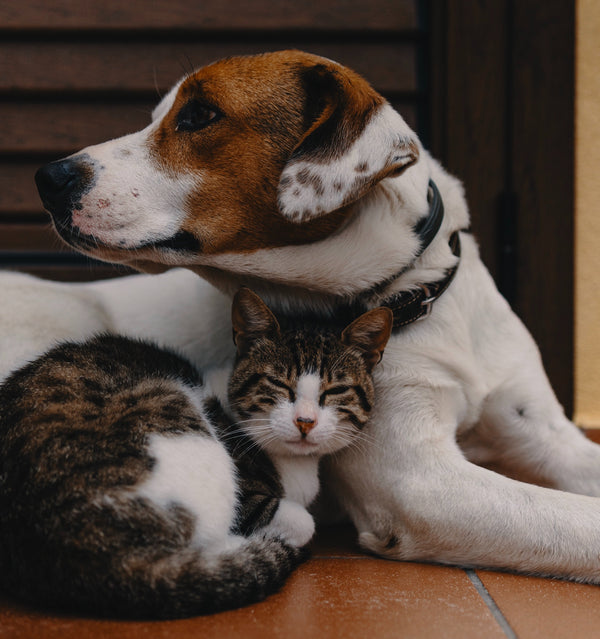 Find Out Whether You’re a Cat or Dog Person Based on These Characteristics