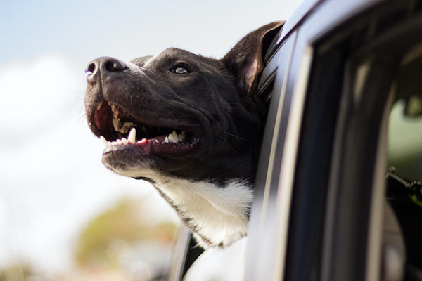 Traveling with Your Pet this Holiday Season? You’ll Need These Five Things