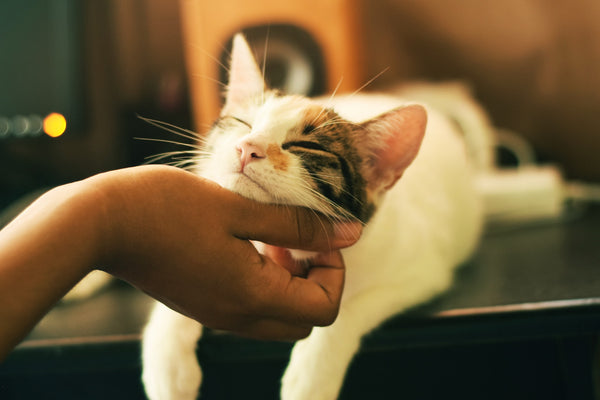 Your Cat May Be Independent, But It Still Needs Your Love and Attention
